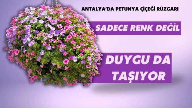 Antalya’da petunya çiçeği rüzgarı: Petunya çiçeği ne anlama gelir?